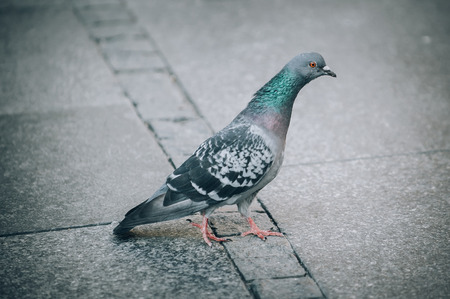 Pigeon on the street. Close up. View from animal floor perspectiveの写真素材