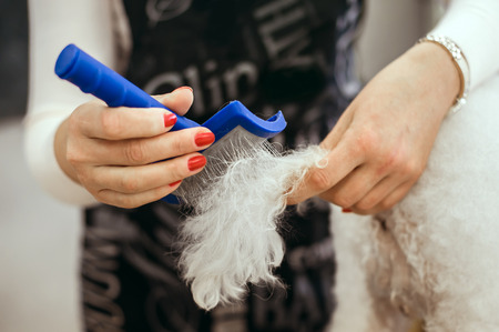 Grooming a little dog in a hair salon for dogs. Beautiful white poodleの写真素材