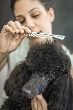 Grooming a little dog in a hair salon for dogs. Beautiful black poodleの写真素材