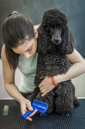 Grooming a little dog in a hair salon for dogs. Beautiful black poodleの写真素材