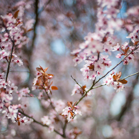 Close up of beautiful spring flowers at blurred background. Selective focus