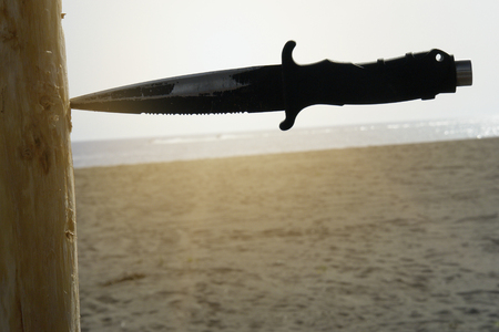 Throwing knife stabbed in the tree. Stainless steel knifeの写真素材