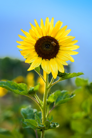 Close up of honey bee landing on sunflower. Selective focusの写真素材