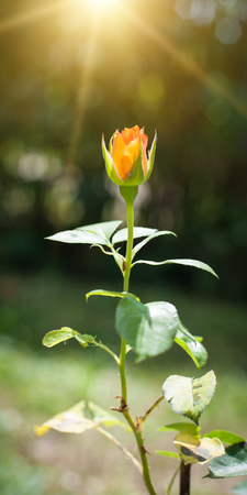 Photo of beautiful spring flowers at blurred background. Selective focusの写真素材