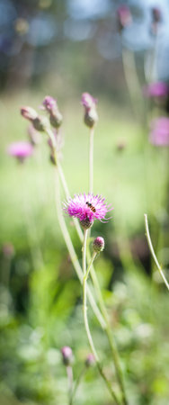 Close up of flying honey bee landing on spring flower. Selective focus