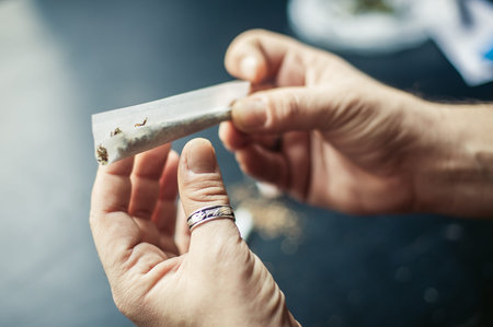 Preparing and rolling marijuana cannabis joint. Drugs narcotic concept. Close up