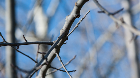 Close up and macro shot of branches trees. Selective focusの写真素材