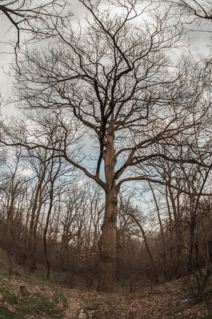 Art, abstract and artistic fisheye lens perspective view of fantasy forest silhouette, sky and tree branchの写真素材
