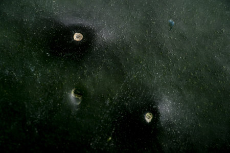 Photo of fresh cucumber. Abstract background. Macro photographyの写真素材