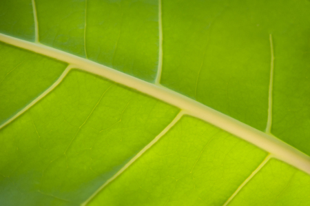Natural background texture of green leaf. Selective focusの写真素材