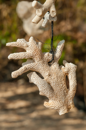 Beautiful vintage sea sponge hanging on the rope. Close upの写真素材