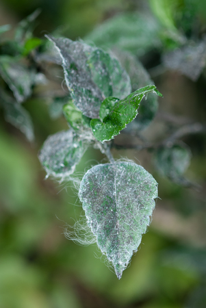 Colorful exotic plants after the rainy season. Northern Thai rain forestの写真素材