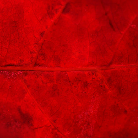 Natural background texture of autumn red leaf. Selective focus