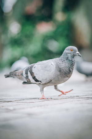 Pigeon eating bread on the street. Beautiful dove. View from animal floor perspectiveの写真素材