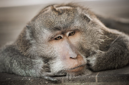 Portrait of long tailed macaque monkey in his natural environmen. Ubud, Bali. Indonesia