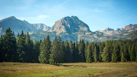 Evergreen forest and mountain peaks of summer mountain range and belt system. Durmitor, Montenegroの写真素材