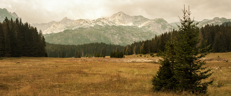 Evergreen forest and mountain peaks of summer mountain range and belt system. Durmitor, Montenegroの写真素材