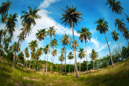 Coconut palm trees in public park under blue sky background. Summer holiday in Thailandの写真素材