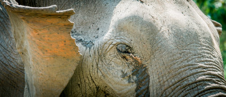 Close up of beautiful elephant, walking in natural reserve. Chiang Mai, Thailandの写真素材