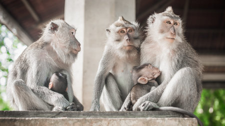 Macaque monkey family sitting and relaxing in secret monkey forest. Ubud, Bali, Indonesia