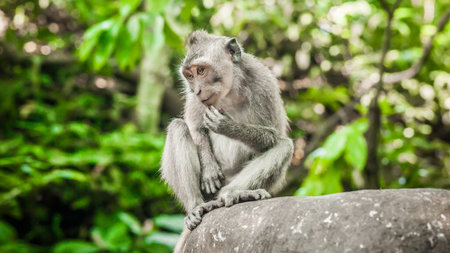 Portrait of long tailed macaque monkeys at sacred monkey forest. Ubud, Bali, Indonesia