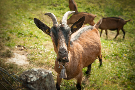 Herd of goats grazing in a meadow in the countryside. Montenegroの写真素材