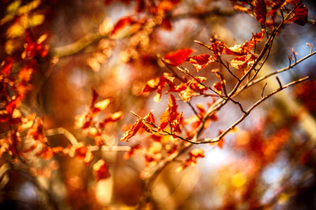Close up of autumn leaves on the sun and blurred trees. Fall background