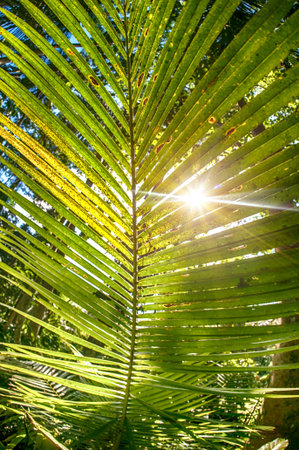 Sun shining into tropical forest with lush foliage background. Fisheye lens view