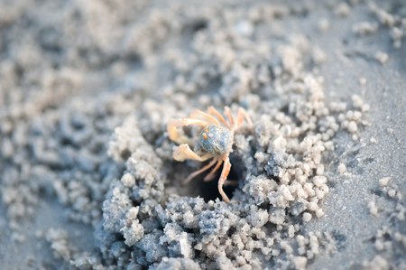 Crabs and sand grains on the beach with blurred background. Top viewの写真素材