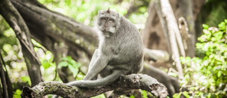 Photo of long tailed macaque monkey (Macaca mulatta) at secret monkey forest. Ubud, Bali, Indonesia