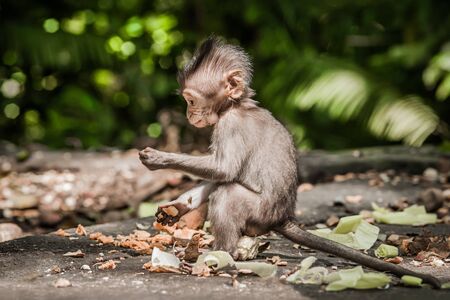 Photo of baby monkey (Macaca mulatta) in Sacred Monkey Forest. Ubud, Bali, Indonesiaの写真素材