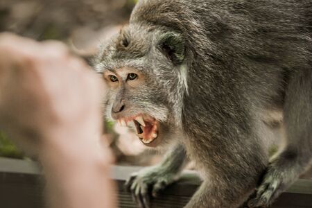 Screaming monkey. Face of wild animal showing its fangs. Macaque monkey at Sacred monkey forest. Ubud, Bali, Indonesiaの写真素材