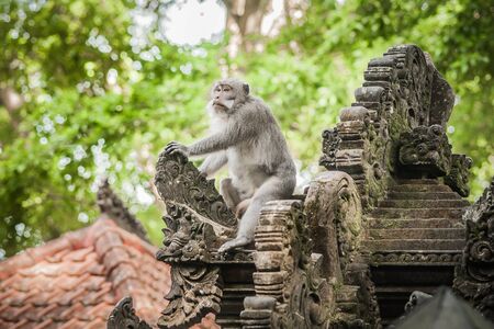 Alpha male monkey sitting on the temple and dominates in the sacred monkey forest. Ubud, Bali, Indonesiaの写真素材