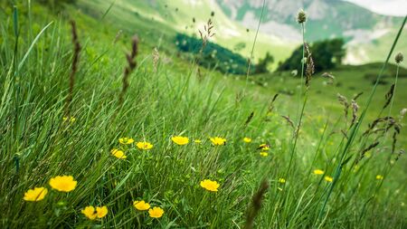Wind blowing through flower grass at the top of mountains. Beautiful natural landscape in the summer timeの写真素材