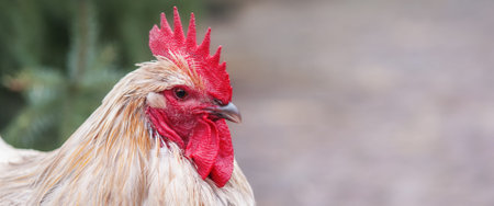 Beautiful rooster on a farm with blurred nature green background. Domestic bird