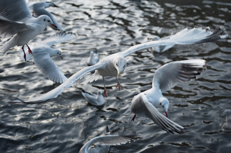 Close up of crowd of seagulls floating and flying over the water