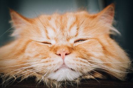 Close-up detail portrait of cute orange cat sleeping and resting at home