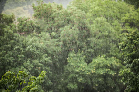 Rainy storm day in forest. Green nature background. Raindrops in the wood. Long exposureの写真素材