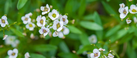 Close-up view of beautiful natural wildflowers. Nature background pattern. Alyssum flowering plants