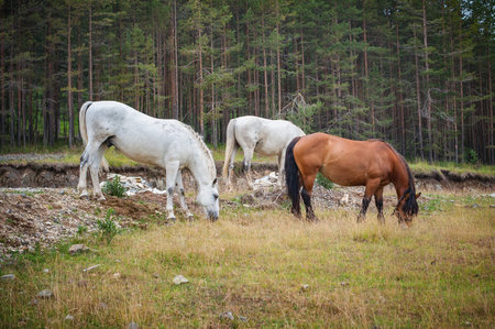 Group of beautiful horses enjoy in mountains freedom and eat wild grass from green meadow. Ecology...