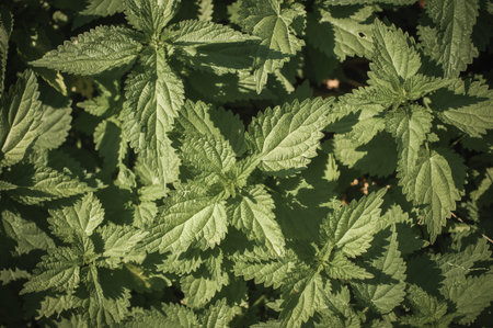 Artistic closeup detail view of beautiful nature background wallpaper from floral botanical field of wild green leafsの写真素材