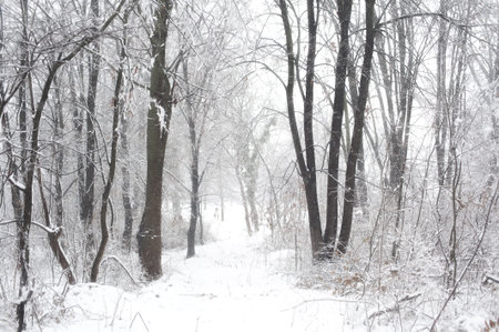 Creative artistic abstract background of frozen winter forest snowy tree branches. Winter snow...
