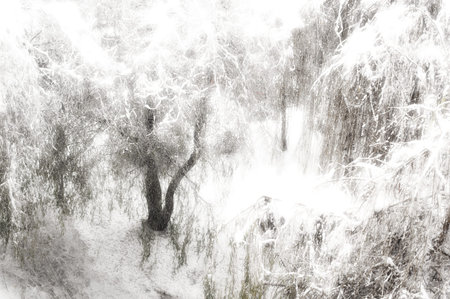 Creative artistic abstract background of frozen winter forest snowy tree branches. Winter snow...