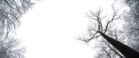Creative artistic abstract winter landscape panorama design with empty space. Frozen forest snowy...
