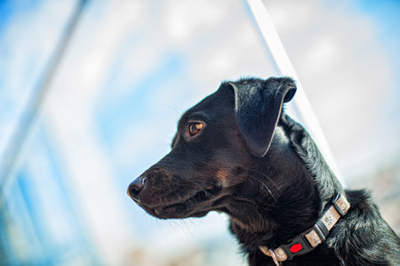 A cute black short-haired dog rests on his pillow, on the terrace during the day. Shiny dog hair.の写真素材