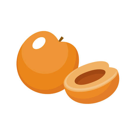Apricot on a white background isolated. Vector illustrationのイラスト素材