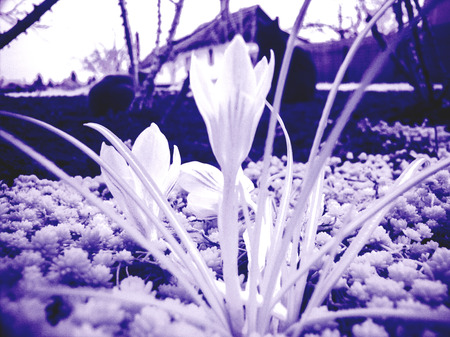Snowflake flowerの写真素材