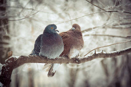 Two pigeons closeup are sitting on a tree branch and snuggling to each other in winterの写真素材