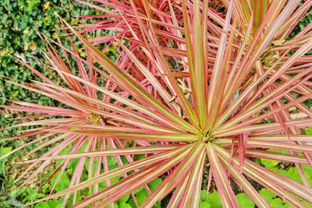 Explosion of colors on a sharp blade plantの写真素材