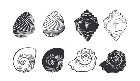 Set of black and white vector drawings of sea shellsのイラスト素材